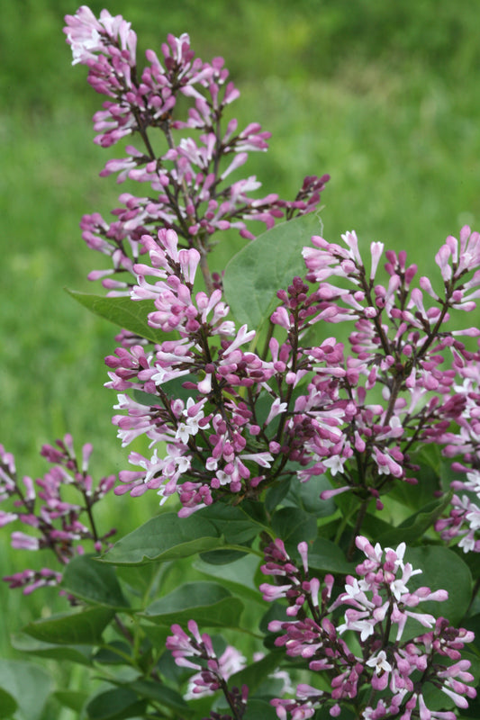 Syringa Baby Kim Standard