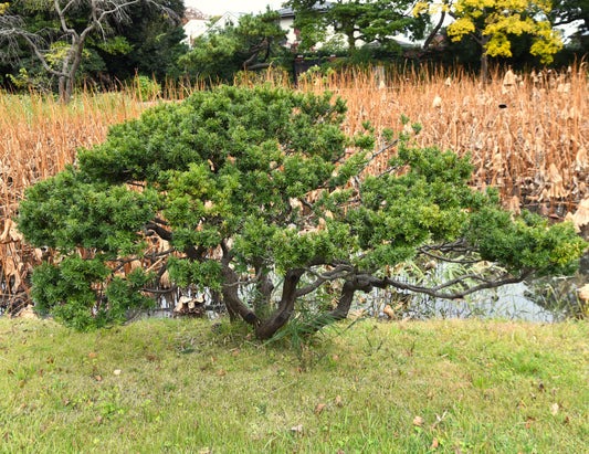 Dwarf Japanese Yew