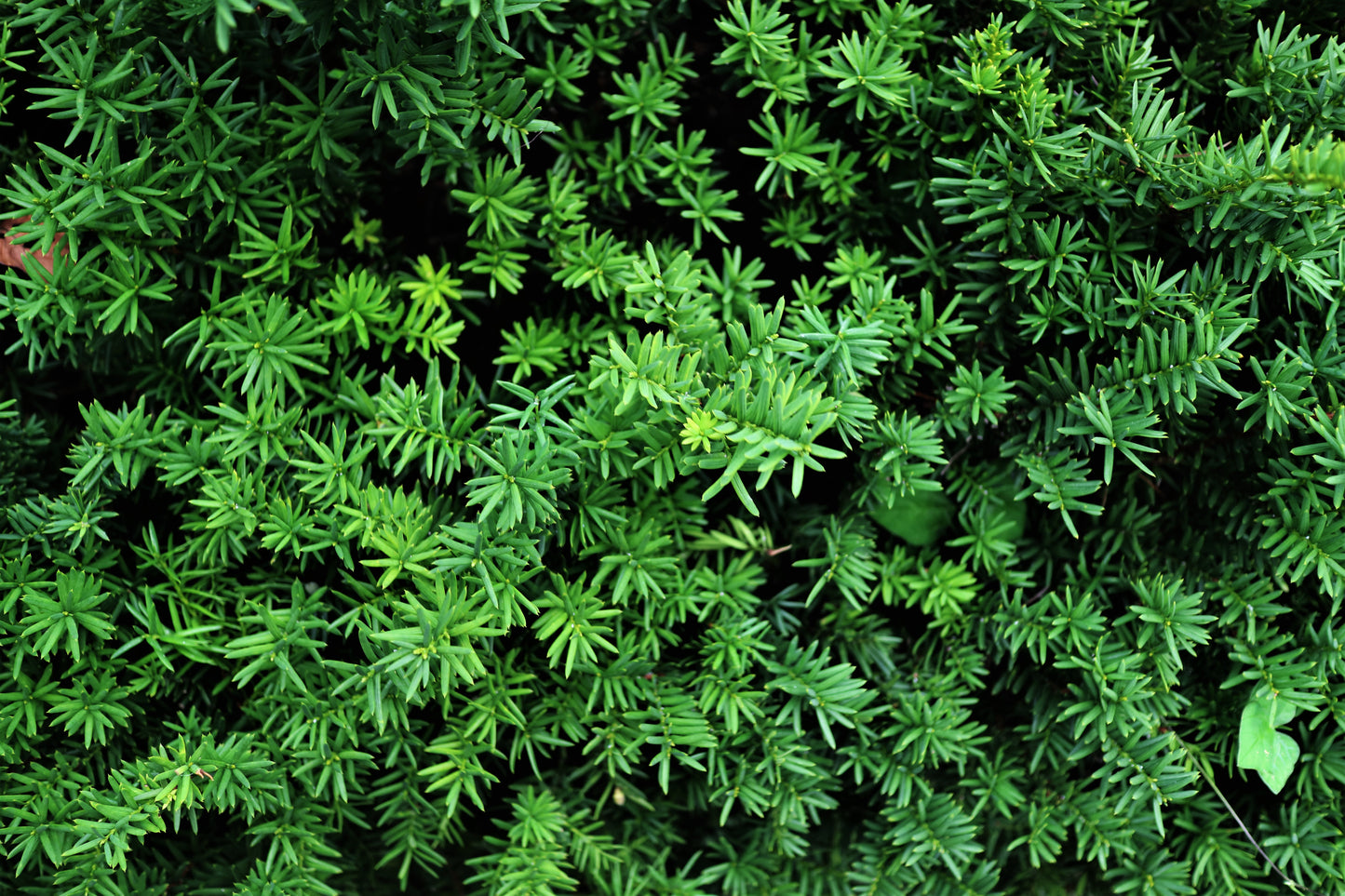 Dense Yew