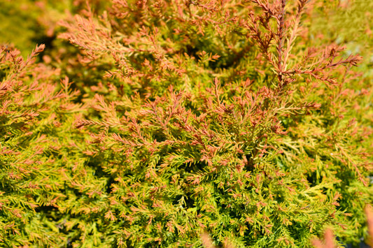 Arborvitae Fire Chief