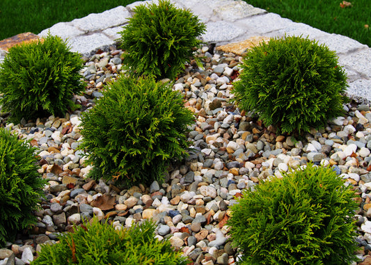 Danica Globe Cedar