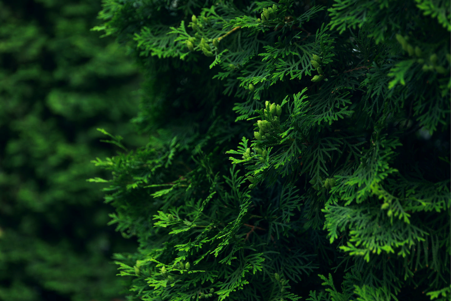 Black Cedar -