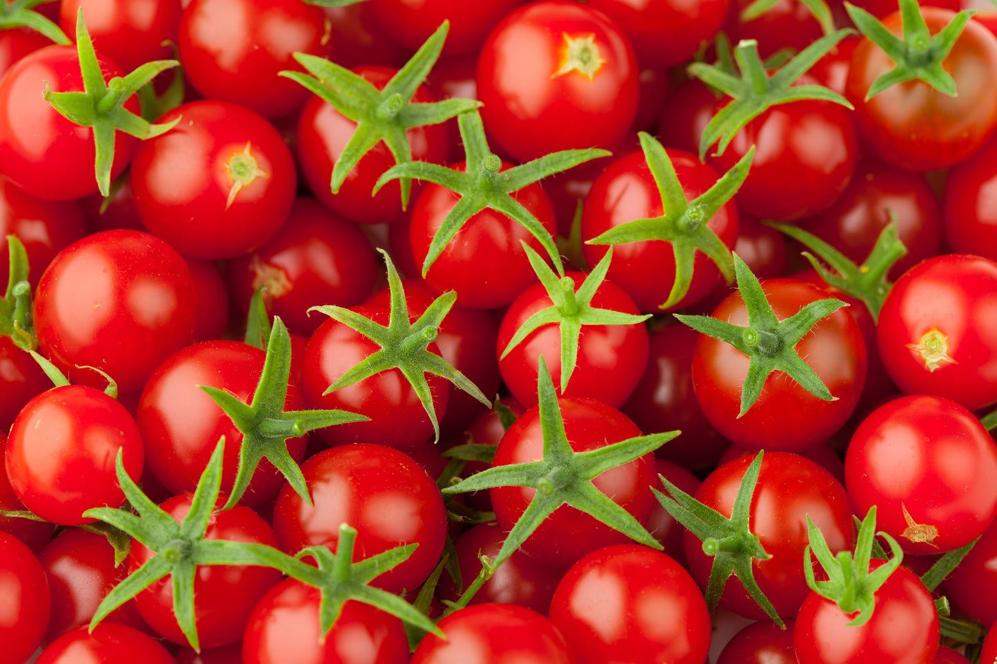 Red Cherry Tomato Planter