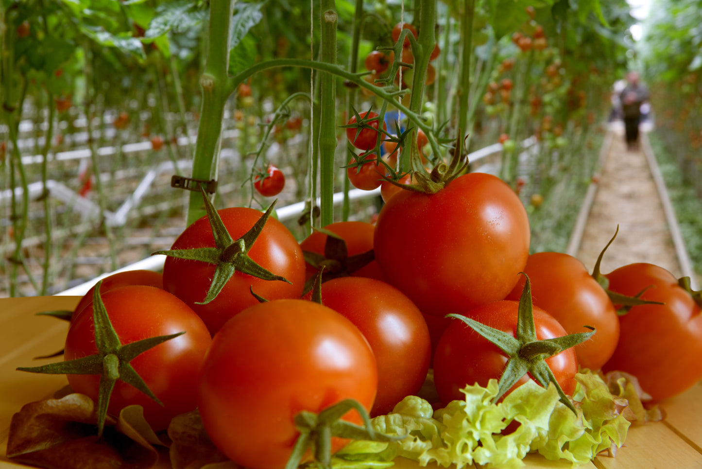 Jetstar Tomatoes