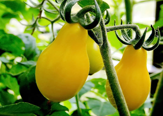 Yellow Pear Tomatoes
