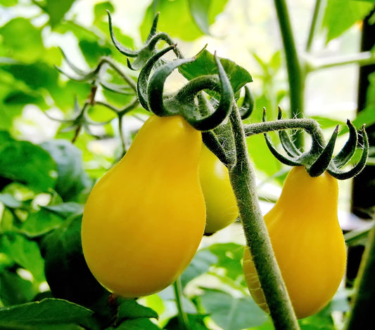 Yellow Pear Tomato