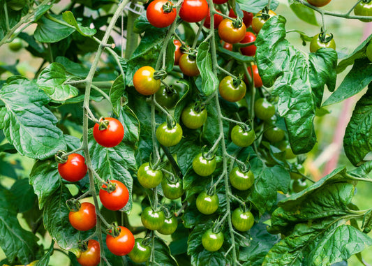 Sweet 100’s Tomatoes