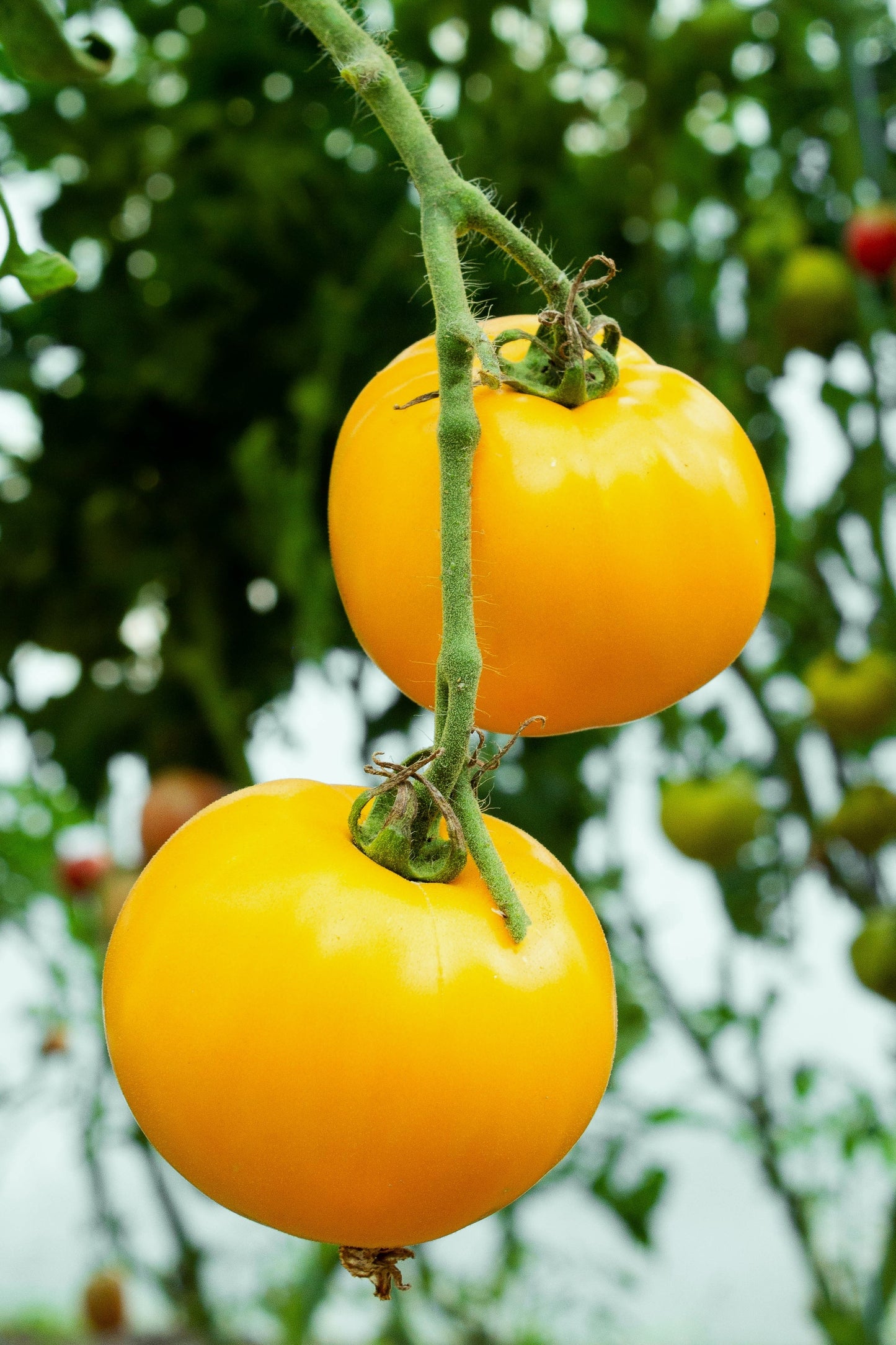 Tomato Lemon Boy