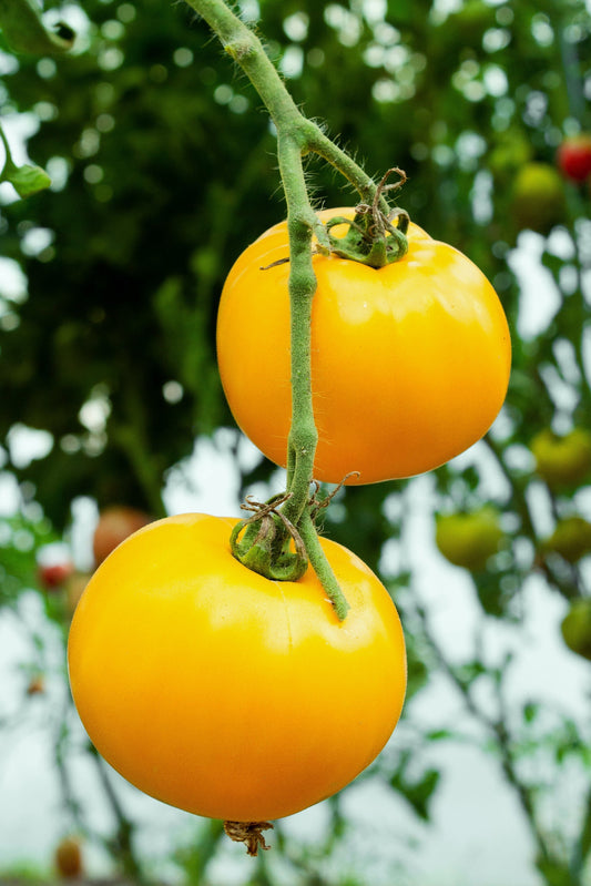 Tomato Lemon Boy