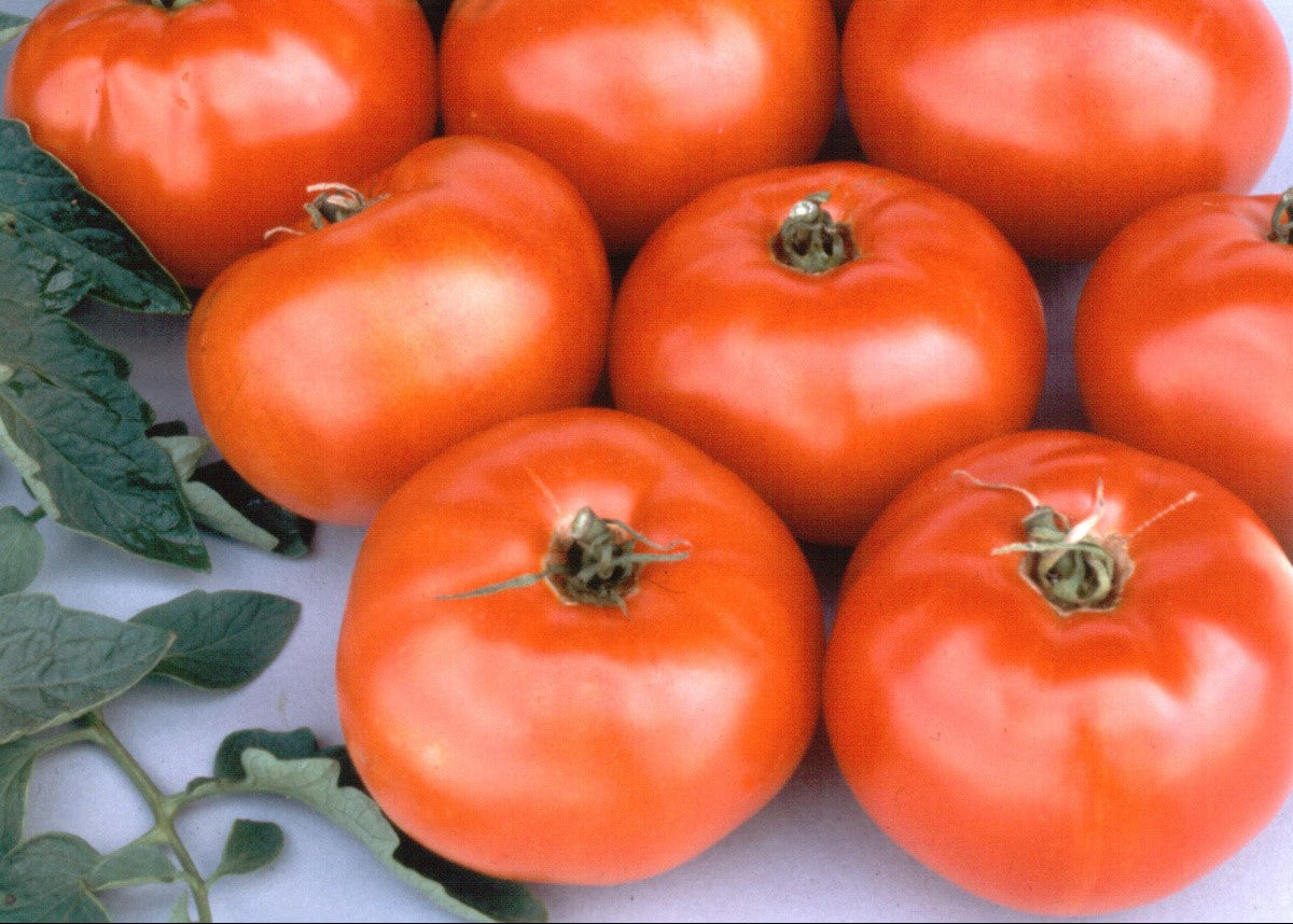 Jestar Tomatoes