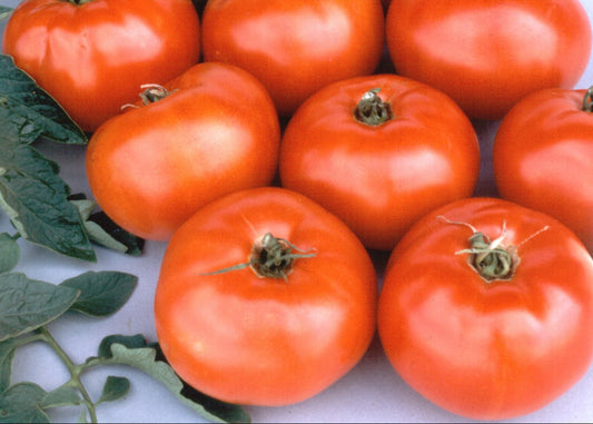 Jestar Tomatoes