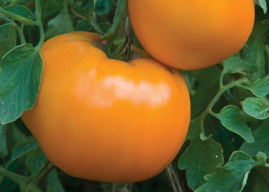 Jubilee Tomatoes