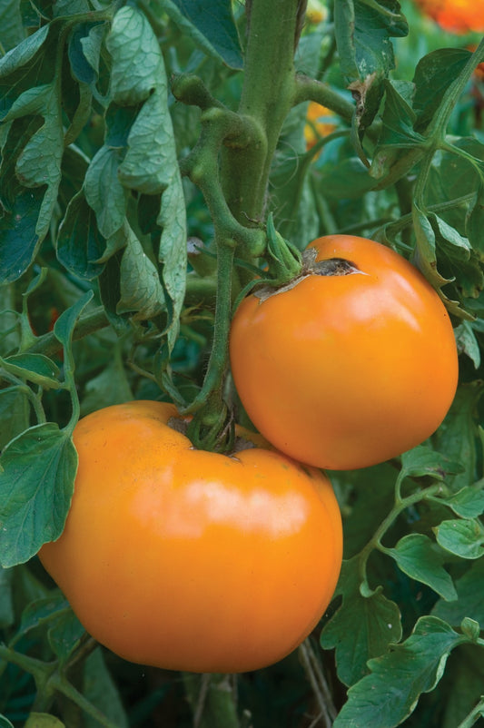 Jubilee Tomato