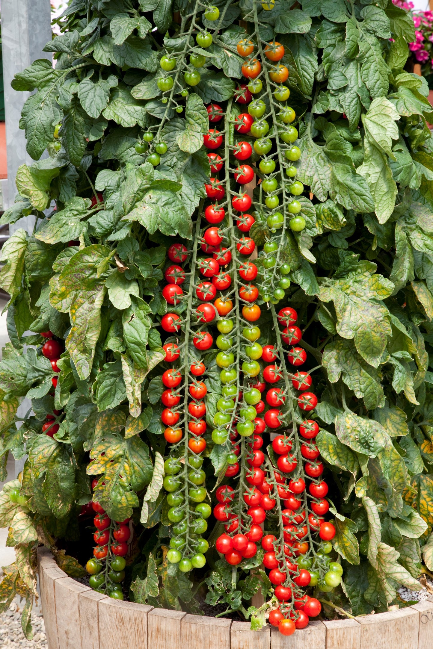 Tomato Rapunzel