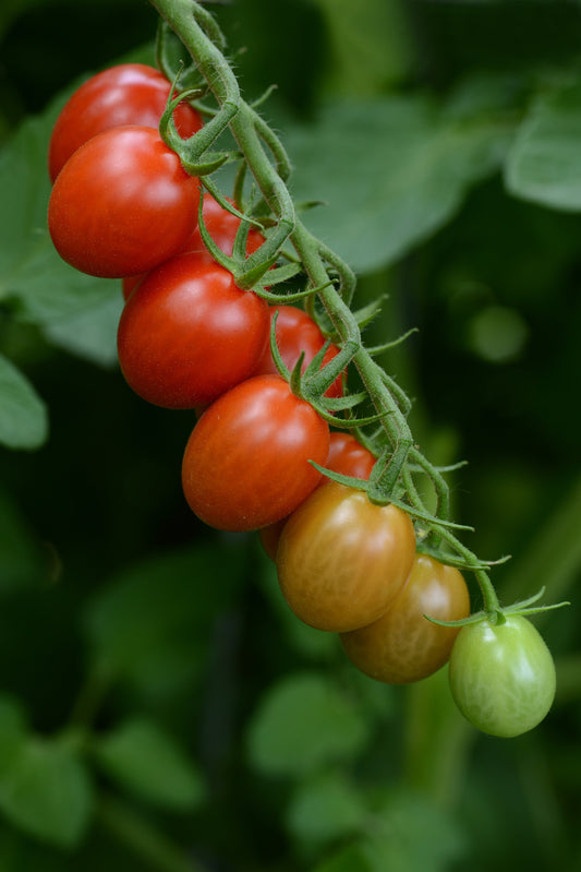 Tomato Cherry Sugar Rush