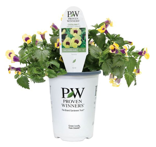 Catalina Gilded Grape Torenia