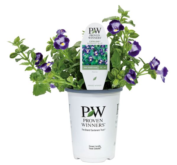 Catalina Midnight Blue Torenia