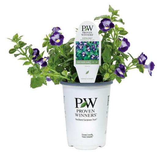 Catalina Midnight Blue Torenia