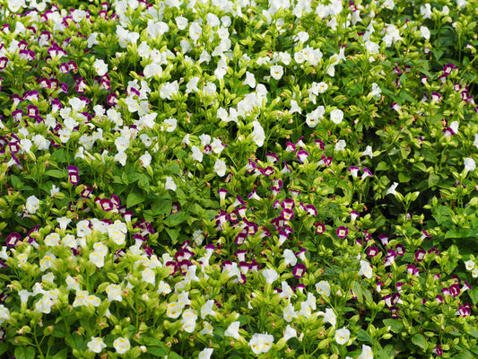Torenia HB
