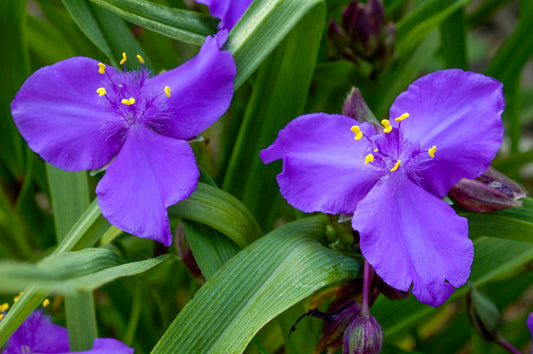 Purple Profusion Spiderwort