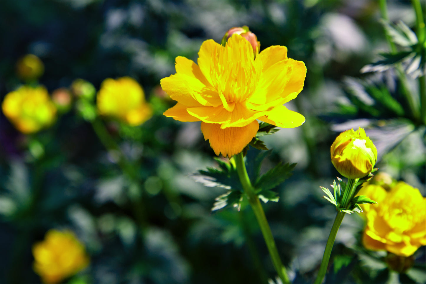 Golden Globe Globe Flower