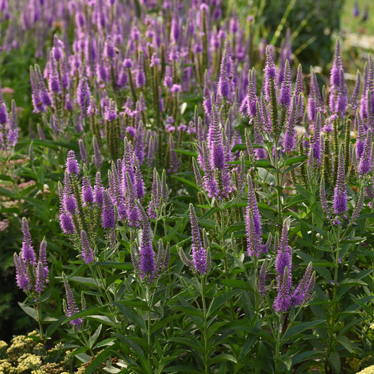 Moody Blues Mauve Speedwell