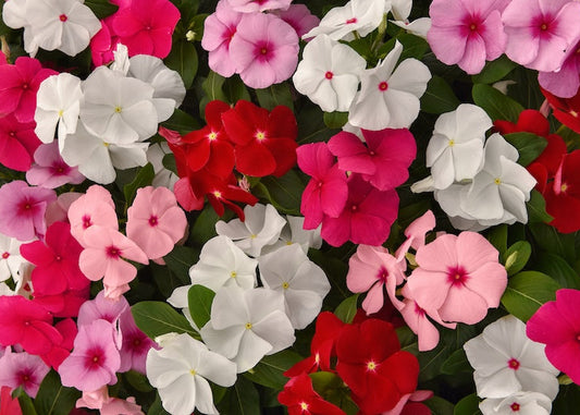 Titan Mix Vinca