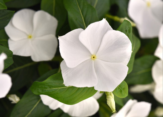 Titan White Vinca