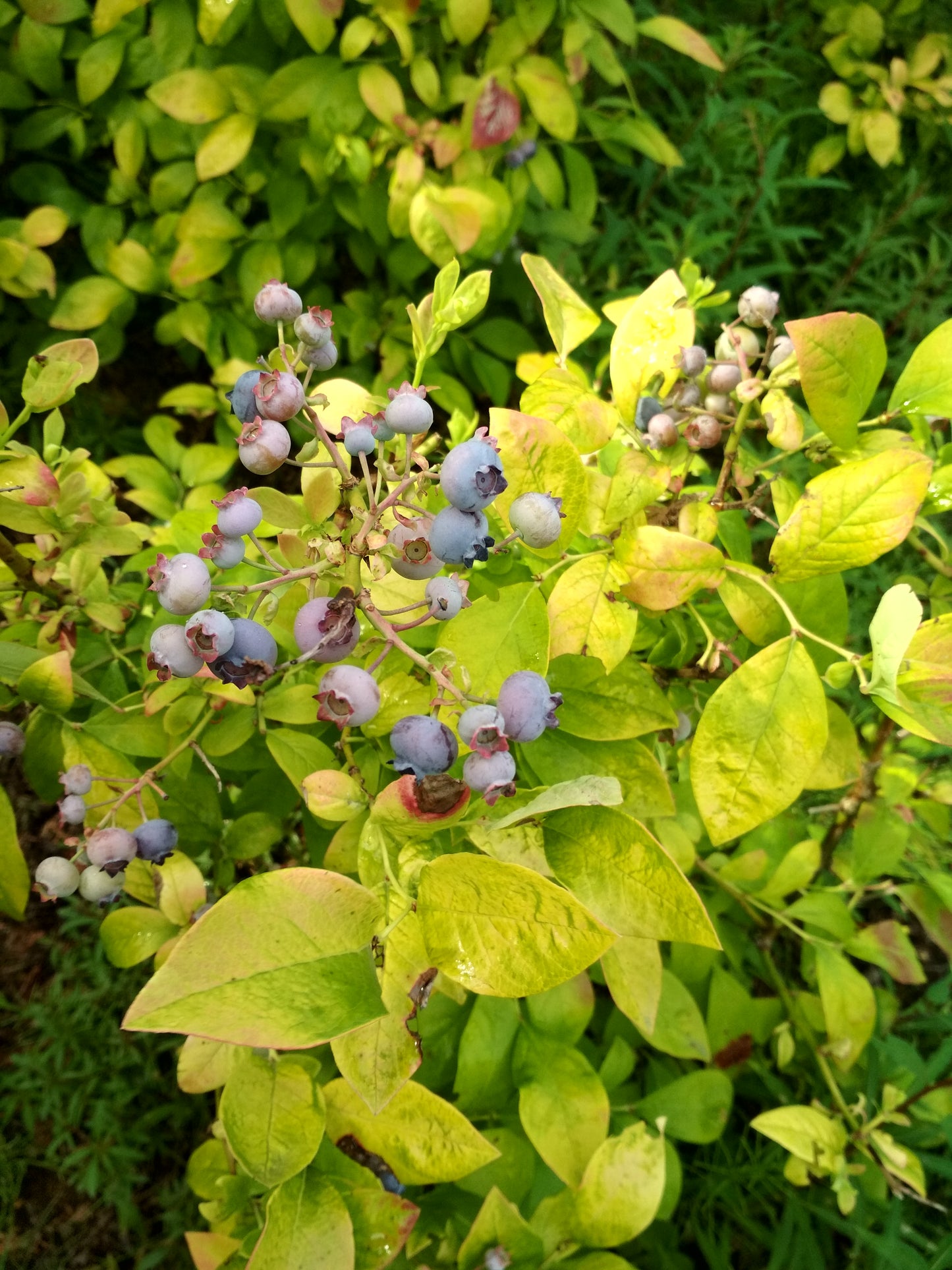 Sky Dew Gold Blueberry
