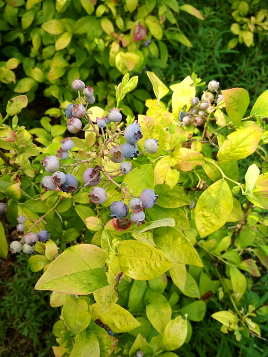 Northern Highbush Blueberry 'Sky Dew Gold'