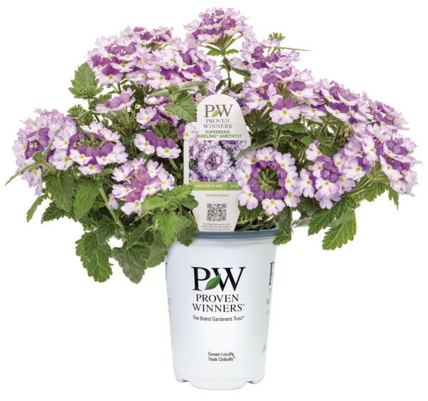 Sparkling Amythyst Superbena Verbena