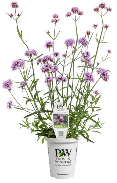 Meteor Shower Verbena