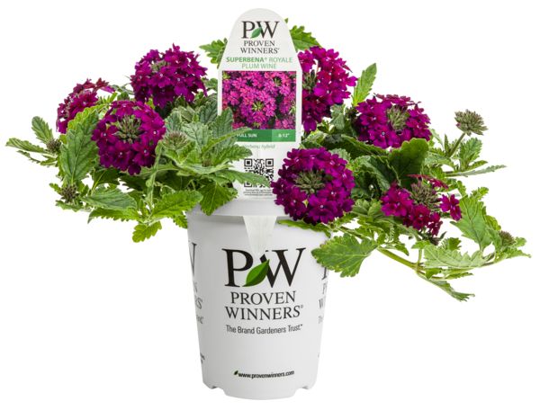 Royale Plum Wine Superbena Verbena