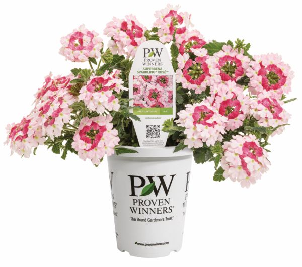 Sparkling Rose Superbena Verbena