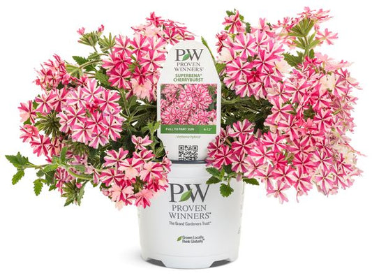 Royale Cherryburst Superbena Verbena
