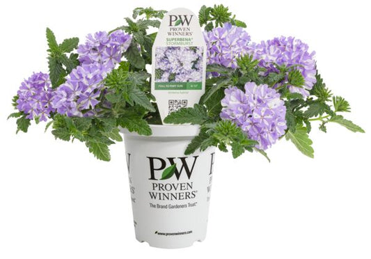 Stormburst Superbena Verbena