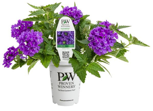 Violet Ice Superbena Verbena