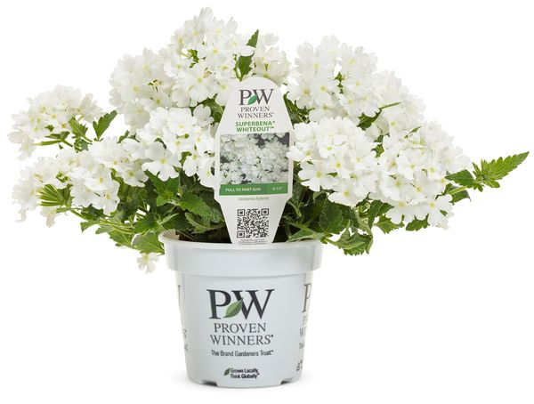 White Out Superbena Verbena