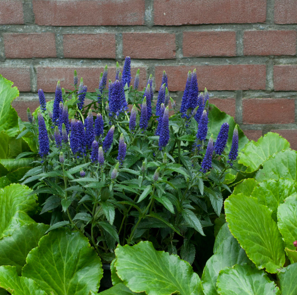First Glory Speedwell