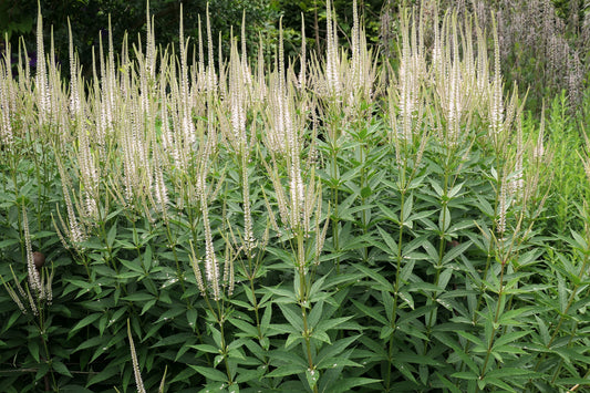 Canadian Beauties - Culver's Root