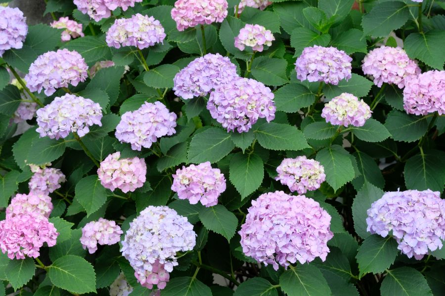 Wee Bit Innocent Hydrangea