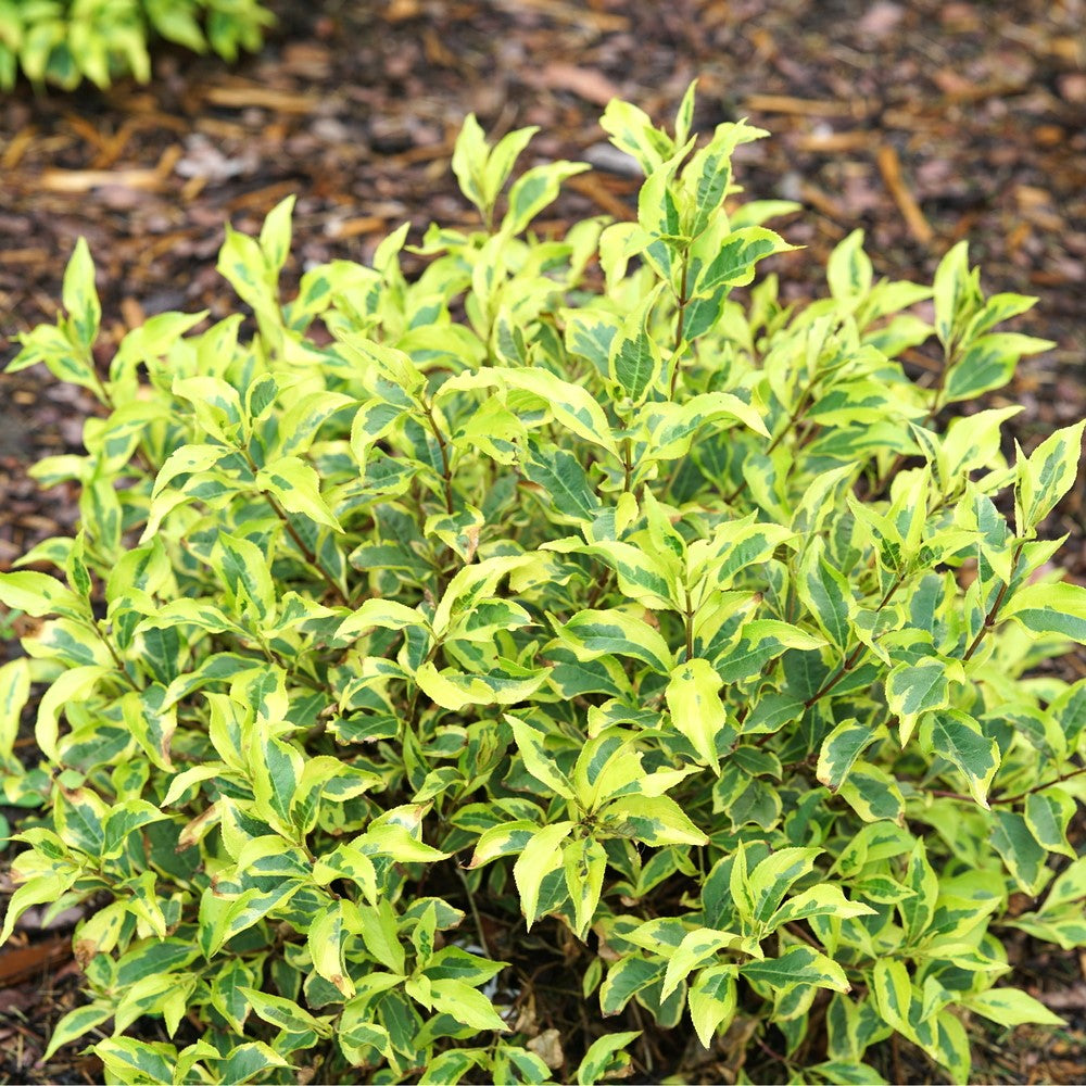 Bubbly Wine Weigela
