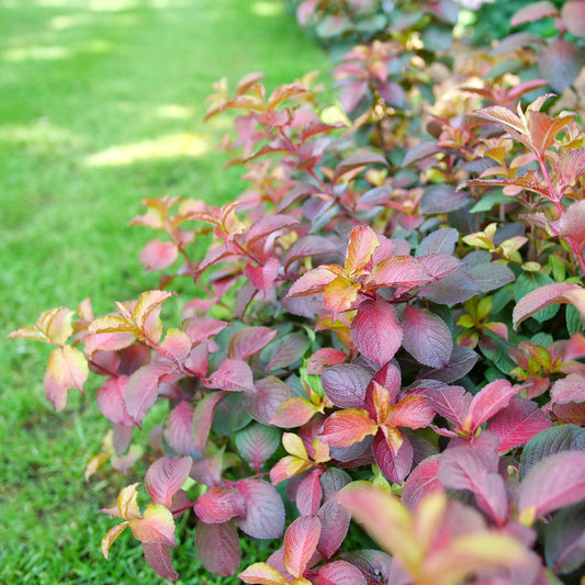 Midnight Sun Weigela