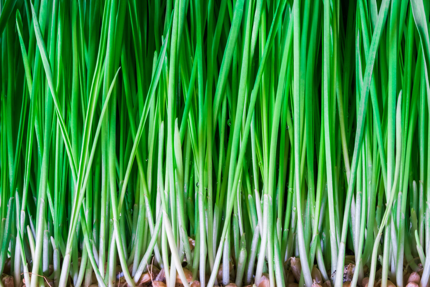Cat Grass