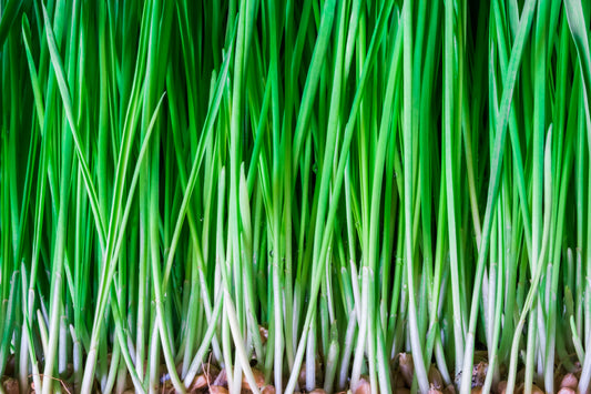 Cat Grass