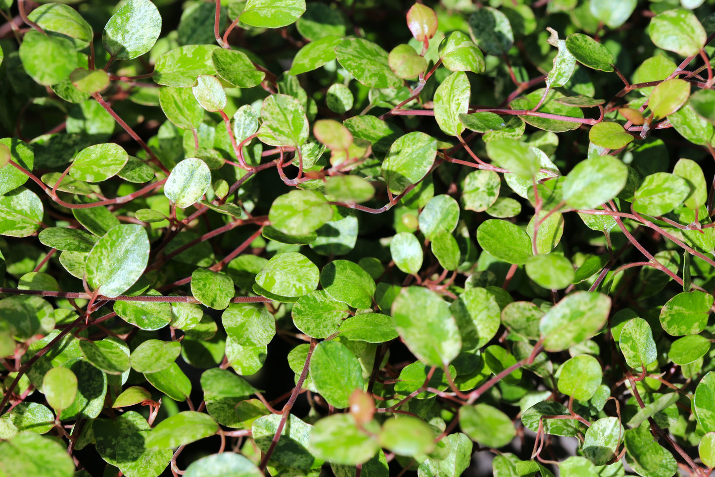 Wire Vine Variegated