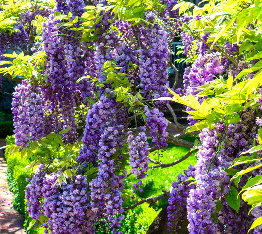 Amethyst Falls Wisteria Vine