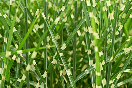 Zebra Grass