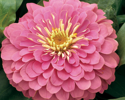 Magellan Pink Zinnia