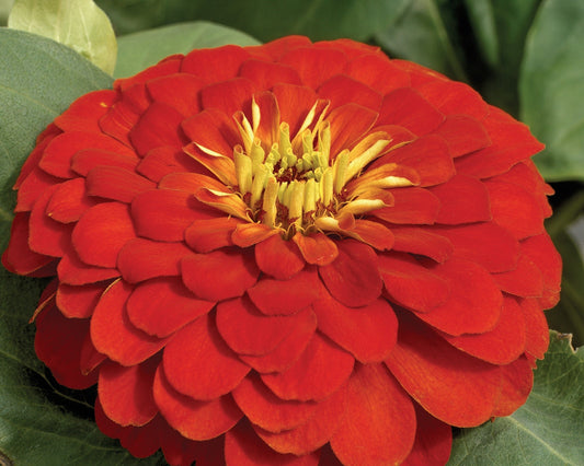 Magellan Scarlet Zinnia